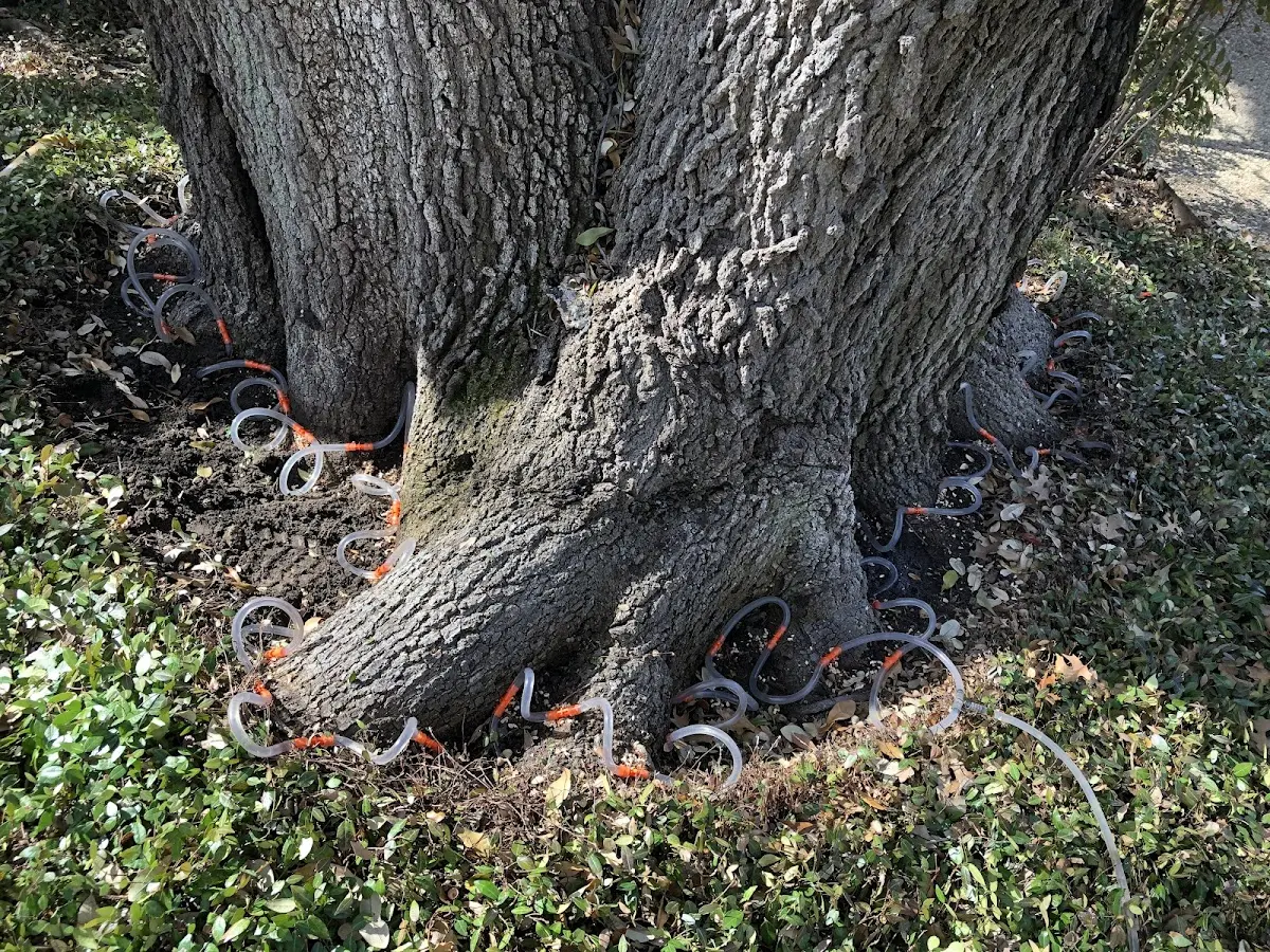 Detailed Tree Cabling and Bracing job site in Bloxom