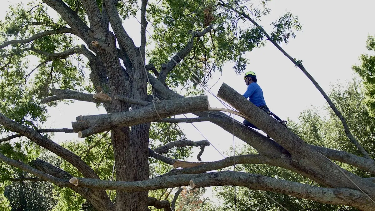 Professional Crown Thinning performed by certified arborists in Bloxom